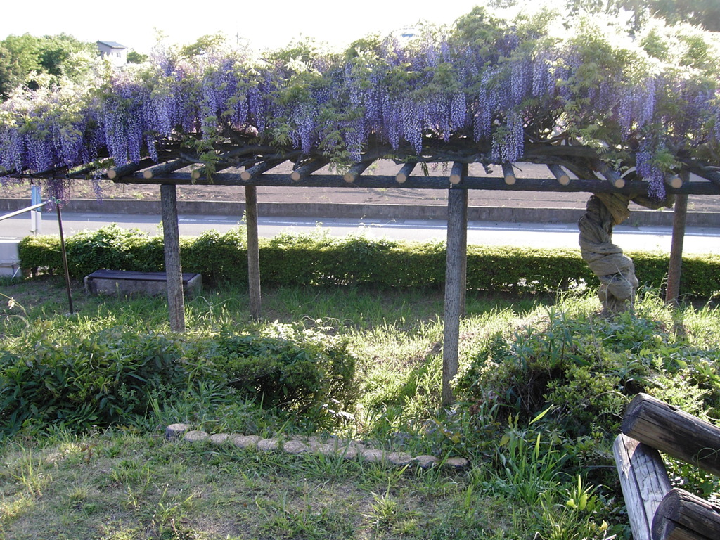 2017/05/04_鎮守の森公園の藤