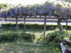 2017/05/04_鎮守の森公園の藤