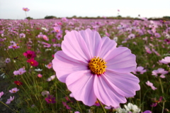 2015/11/01_吹上のコスモス畑