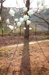 2016/03/19_花の丘農林公苑の白木蓮