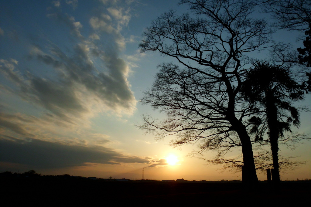 2014/02/23_夕暮れの木