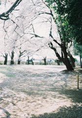 2019/04/06_氷川児童公園の桜