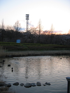 2017/04/02_花の丘農林公苑の夕暮れ