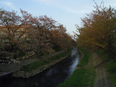 2017/04/16_元荒川の桜