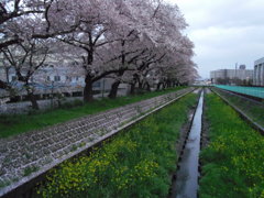 2017/04/09_芝川の桜と菜の花（没カット）