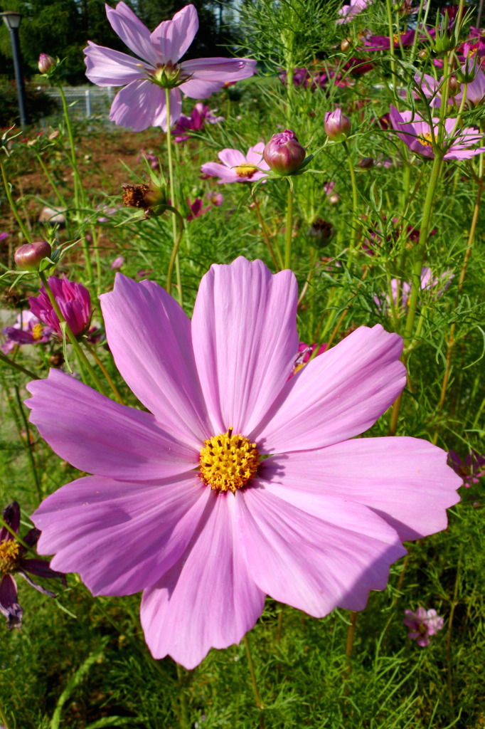 2014/06/15_伊奈バラ園のコスモス