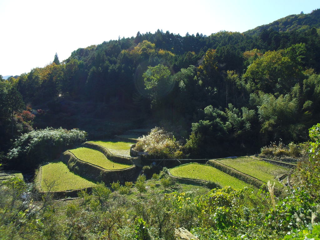 2017/11/12_外秩父の棚田