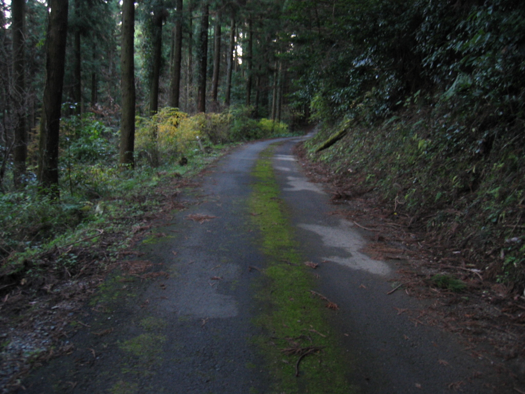2011/12/11_苔むした道