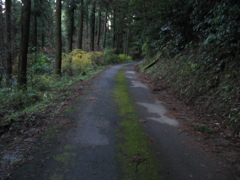 2011/12/11_苔むした道