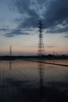 2016/06/05_水田の夕暮れ