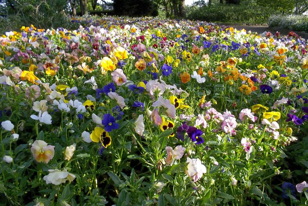 2016/05/04_飛鳥山公園の花壇