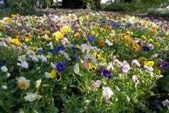 2016/05/04_飛鳥山公園の花壇