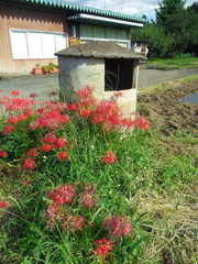 2017/09/18_彼岸花と何か