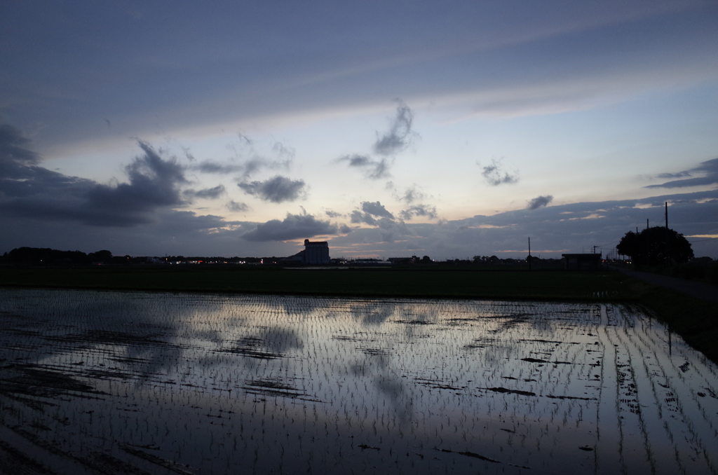 2015/06/28_水田の夕暮れ