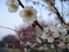 2016/02/27_花の丘農林公苑の白梅
