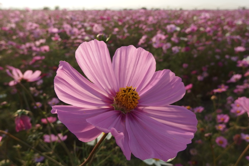 2015/11/01_吹上のコスモス畑