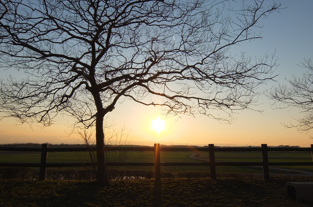 2014/03/15_夕暮れの木
