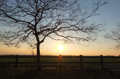 2014/03/15_夕暮れの木