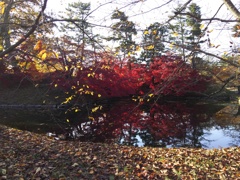 2016/11/14_弘前公園 内濠