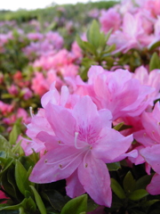 2017/04/30_花の丘農林公苑のつつじ