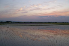 2015/05/24_水田の夕暮れ