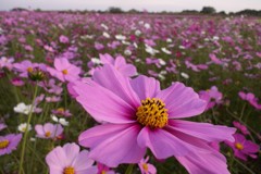 2015/11/01_吹上のコスモス畑