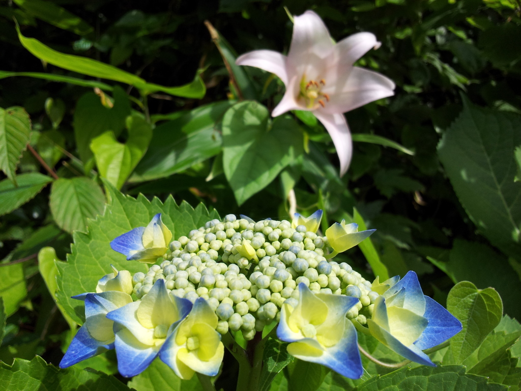 2018/06/16_天神山の紫陽花と百合