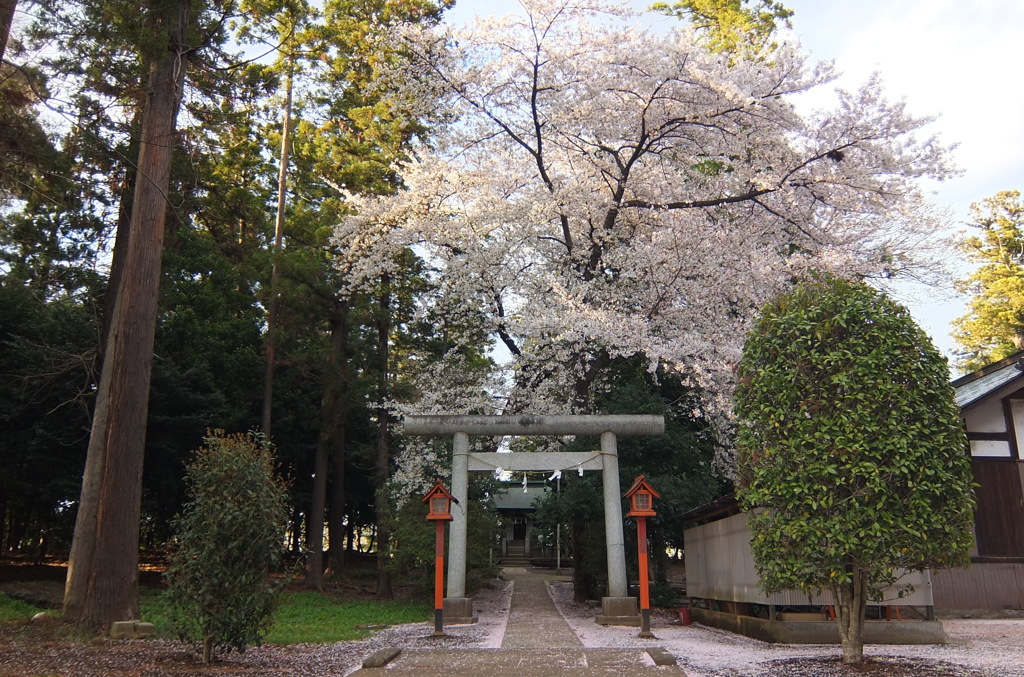 2014/04/05_伊奈崇霊社の桜