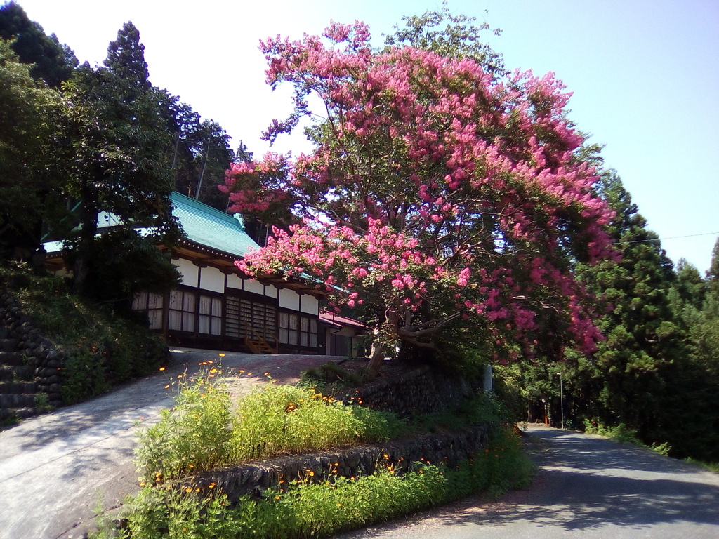 2018/08/05_正善寺の百日紅とキバナコスモス