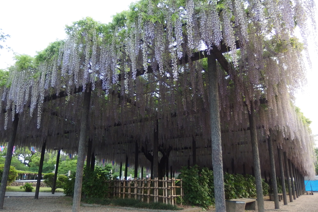 2016/05/07_玉敷公園の藤