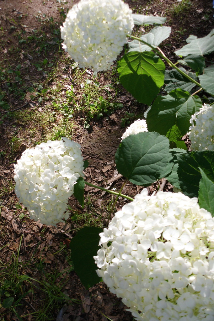 2014/06/15_伊奈アジサイ園