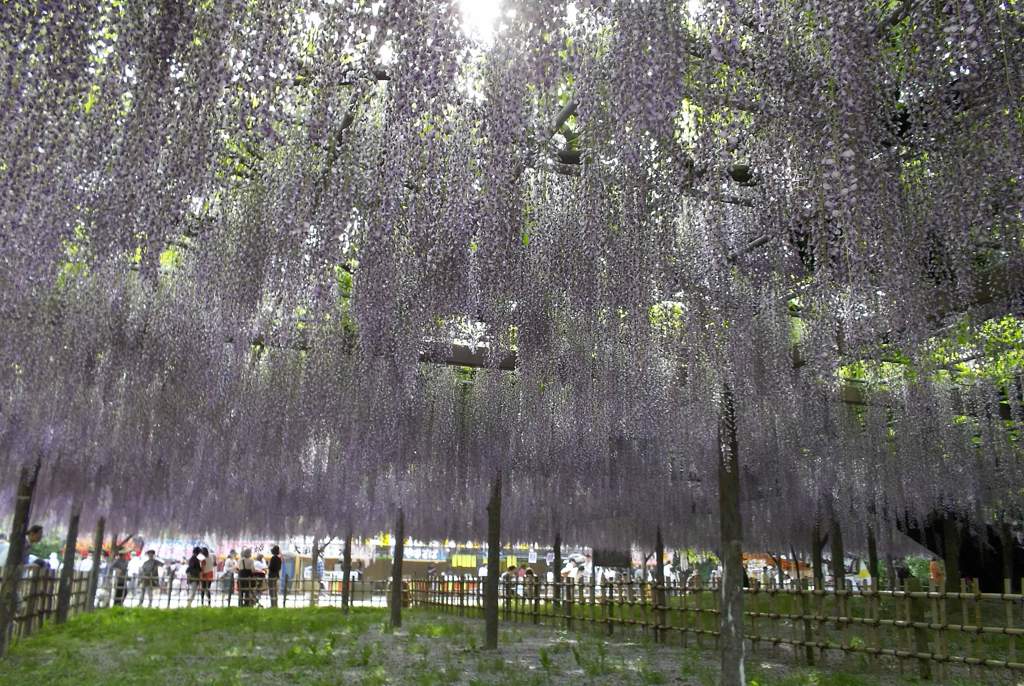 2015/05/03_玉敷公園の藤