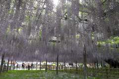 2015/05/03_玉敷公園の藤