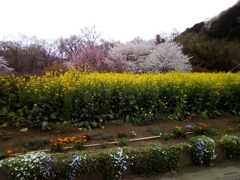 2019/04/07_菜の花と桜