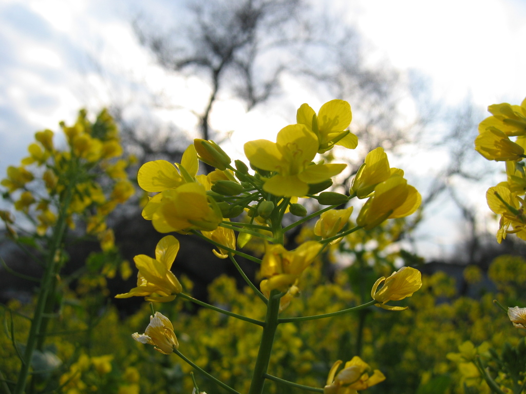 2016/03/26_菜の花