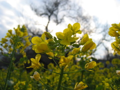 2016/03/26_菜の花