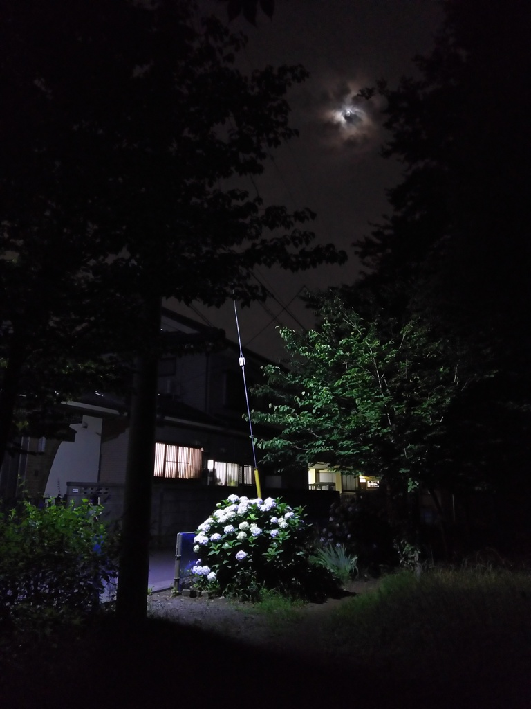 2017/07/03_月夜の公園の紫陽花
