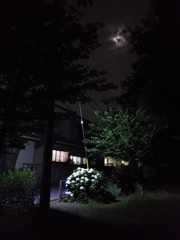 2017/07/03_月夜の公園の紫陽花