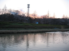 2017/04/02_花の丘農林公苑の夕暮れ