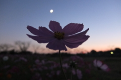 2015/10/18_蓮田駒崎の夕暮れコスモス