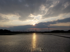 2017/06/10_水田に西日
