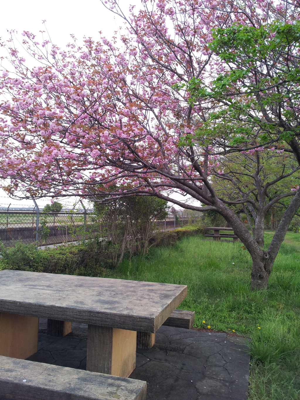 2016/04/16_見沼代用水の八重桜