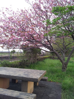 2016/04/16_見沼代用水の八重桜