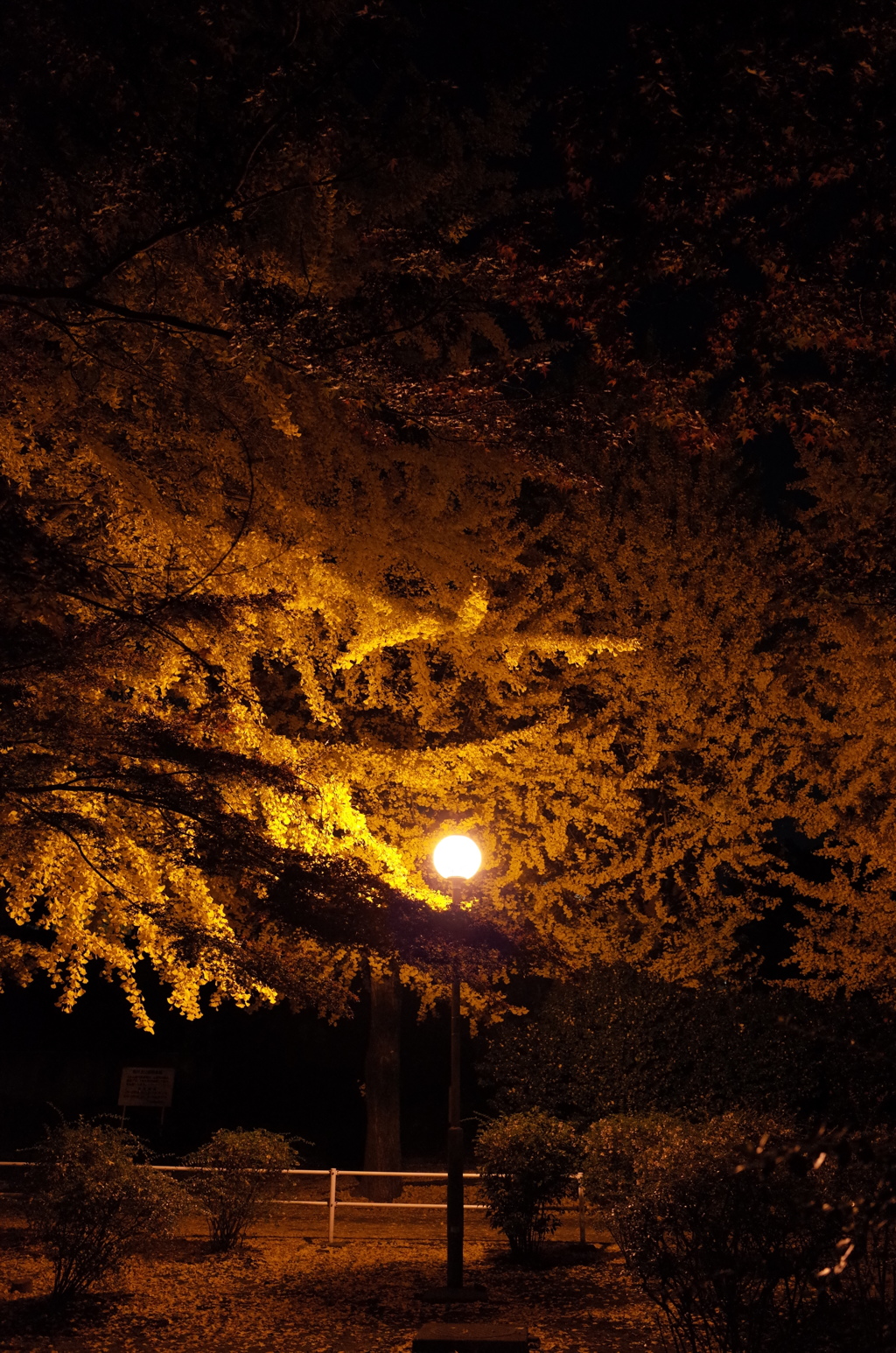 2014/11/24_夜の別所沼公園