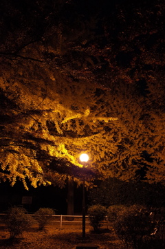 2014/11/24_夜の別所沼公園