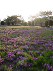 2017/04/30_花の丘農林公苑の夕暮れ芝桜