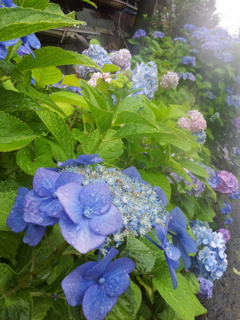 2016/07/17_盛岡バイパス北山トンネル南口付近の紫陽花