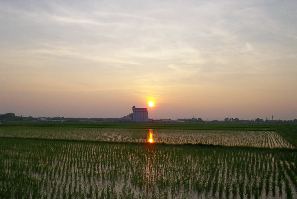 2015/07/12_水田の夕暮れ