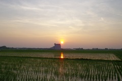 2015/07/12_水田の夕暮れ