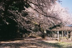 2019/04/06_氷川児童公園の桜